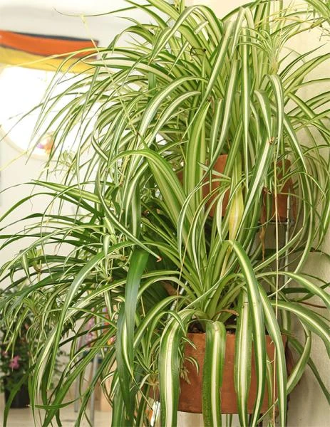 Plantes vertes
