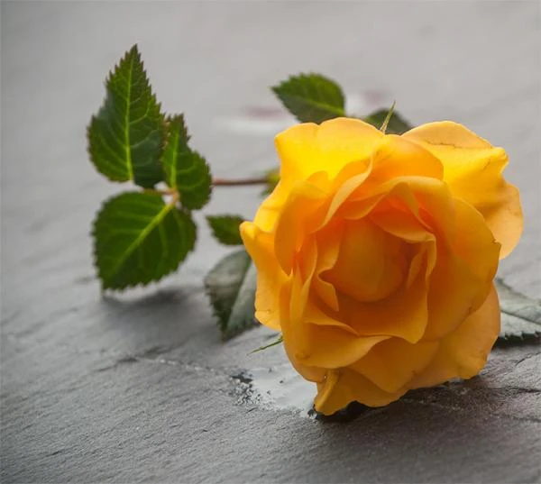 Fleurs coupées