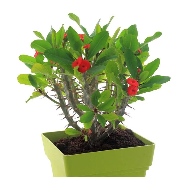 Plantes fleuries