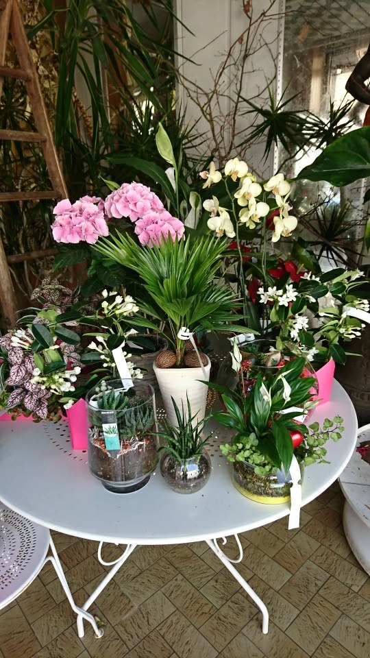 Boutique de fleuriste à Roumazières-Loubert | EPIFLOR